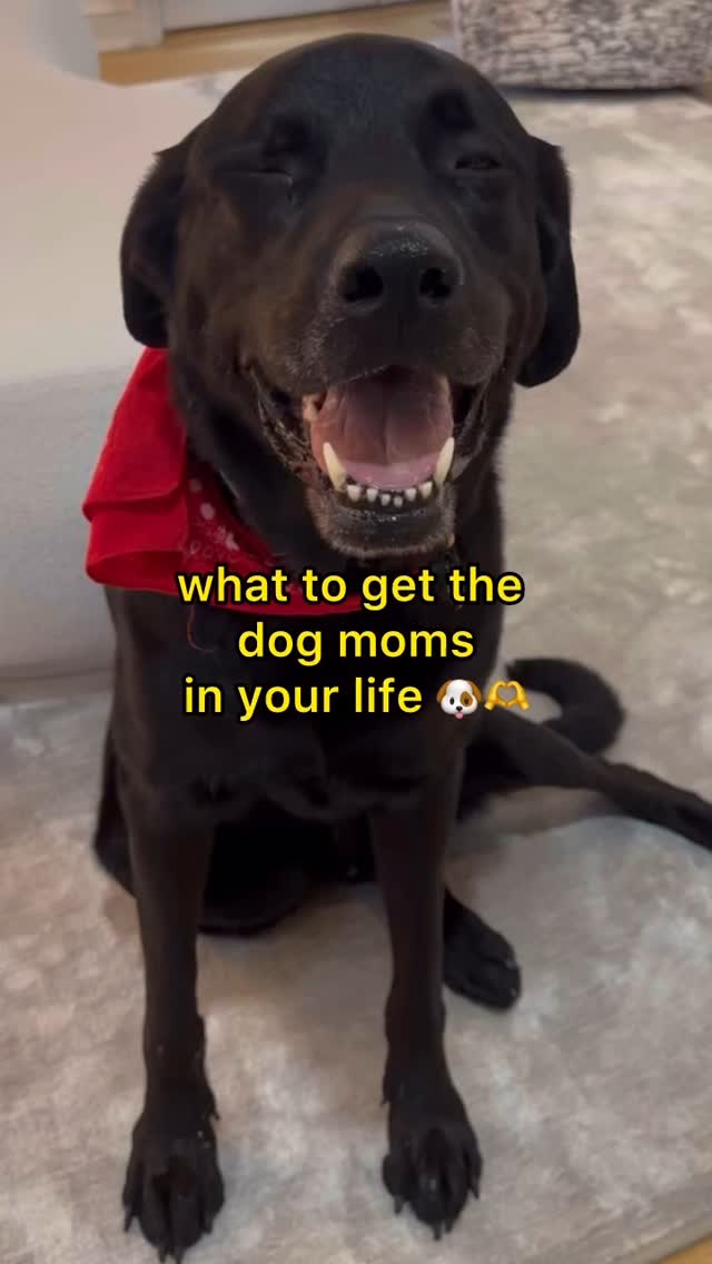 Instagram post by @livschreiber for Brutus Broth. Caption reads: Prepping what to get my favorite dog moms and dads....