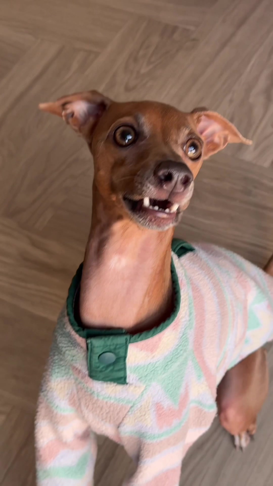 TikTok post by @trevortheiggy for Butternut Box. Caption reads: Trevor has been loving @Butternut Box for 2 years....