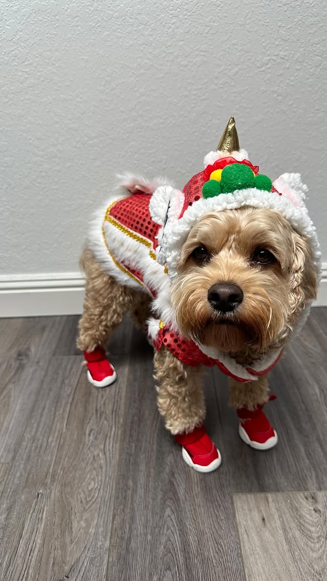 Instagram post by @cockapookona for RIFRUF. Caption reads: [...] dance is complete without a pair of....