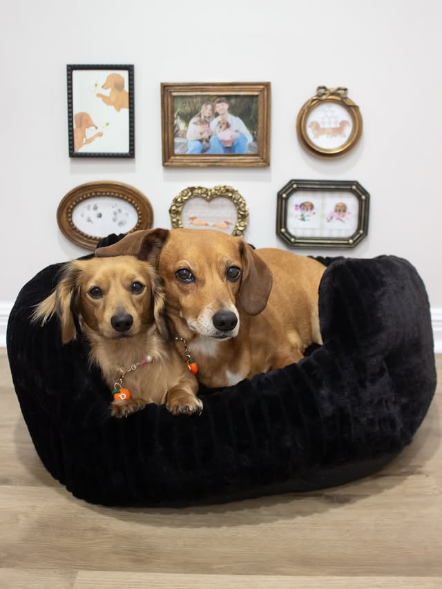 Instagram post by @calliethesausage for PeachSkinSheets. Caption reads: [...] us, don’t. we’ll be in bed 🛌🤭🐾....