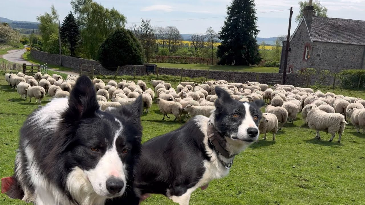 YouTube post by @seanthesheepman5845 for gimmeswag. Caption reads: Two amazing collie sheepdog herding sheep.