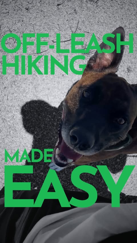 Instagram post by @thepainfreepettrainer for Sniffspot. Caption reads: [...] #dogtrainer #dogtrainingtips #Sniffspot....