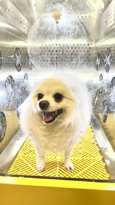 Instagram post by @lovelyna.xo for YYZ Daily. Caption reads: We got to experience the touchless dog wash at....