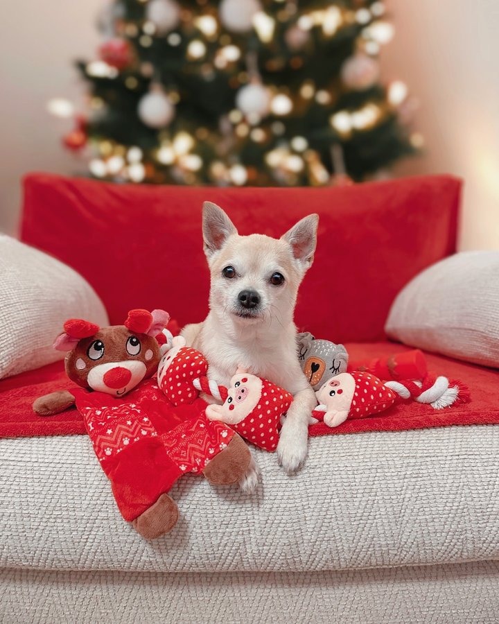 Instagram post by @bentleysbits for Happy Tails Hampers. Caption reads: [...] 🎄⏰

Are you ready pups? It’s....
