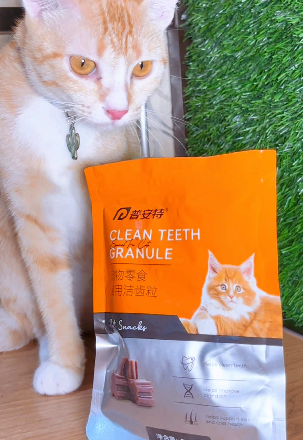 TikTok post by @fera_official_123 for Puainta. Caption reads: [...] #anabul #catcare #kucinglucu @Puainta.