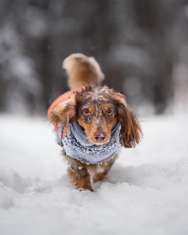 Instagram post by @txdoggos for Voyagers K9 Apparel. Caption reads: [...] Do your dogs like snow? Jacket:....