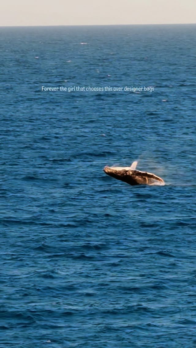 Instagram post by @caro_rsn for Mojosurf. Caption reads: Anzeige | Surfcamps over any designer bags 🌊....