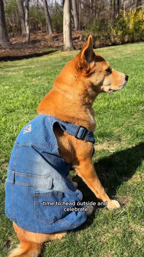 Instagram post by @ourpeachyadventures for Earthborn Holistic Pet Food. Caption reads: Time to get up and out to enjoy appreciate and....