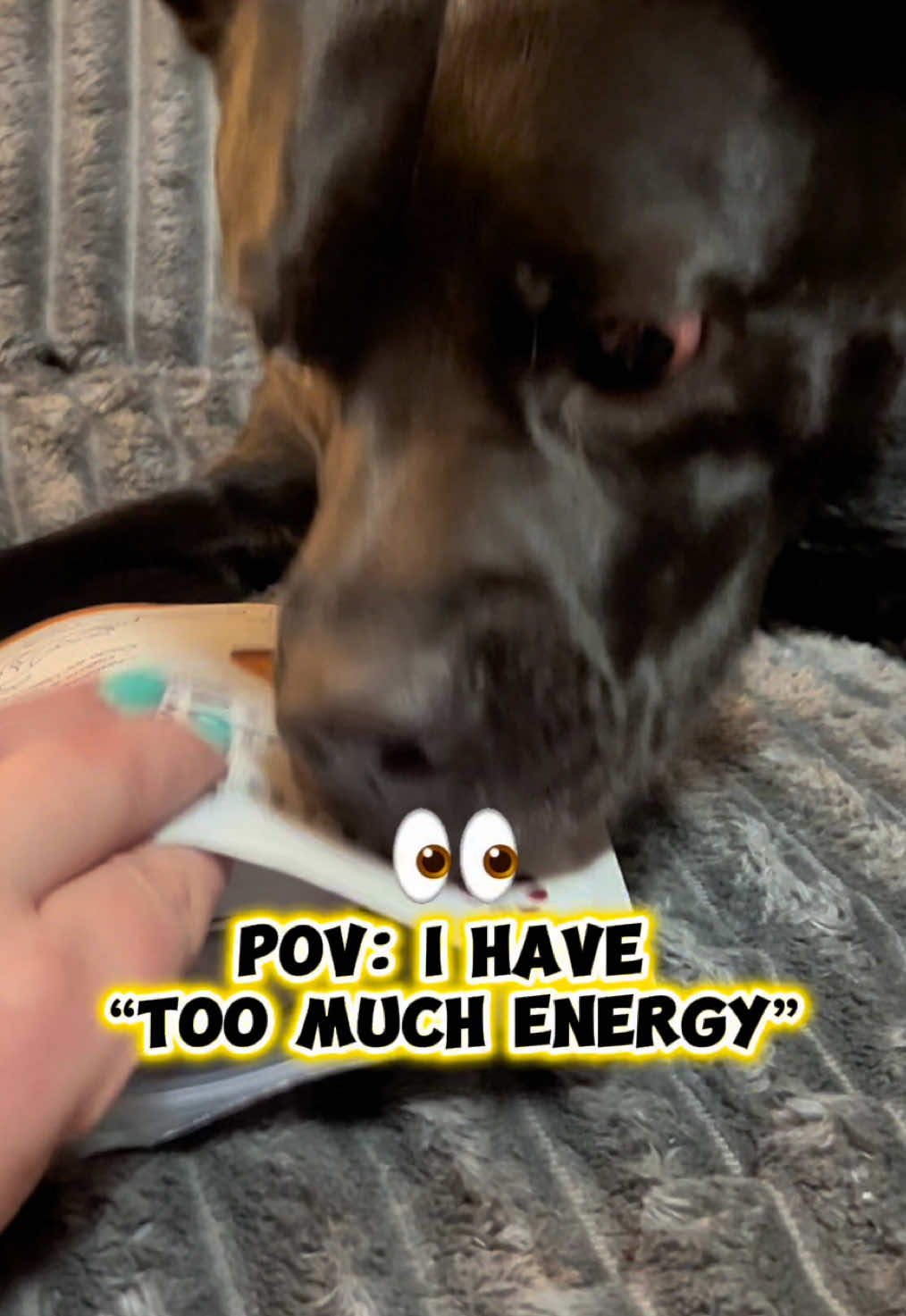TikTok post by @hybrid_bully for Kradle. Caption reads: @Kradle My Pet Calming Bliss Bars [...].