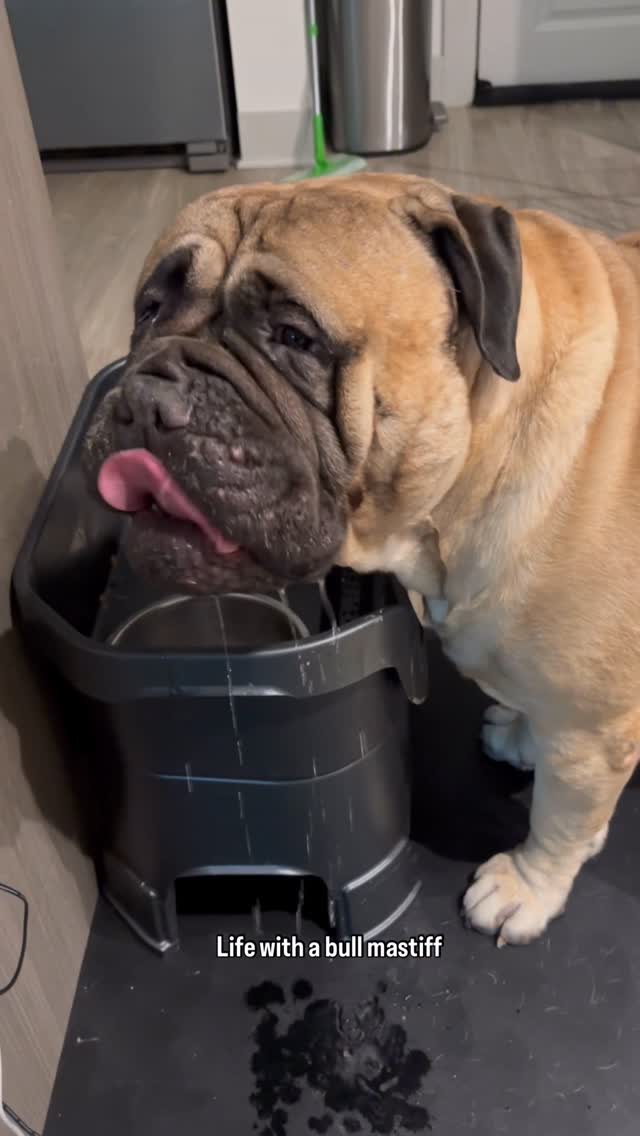 Instagram post by @meeches_and_cream for Squishface. Caption reads: [...] doesn’t stand a chance with the new....