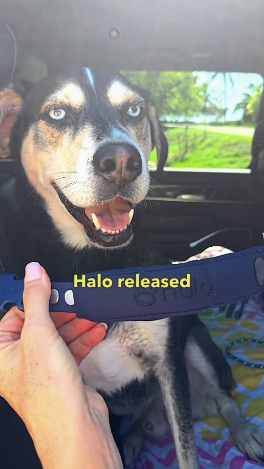 Instagram post by @bubbaslifenow for Halo Collar. Caption reads: When I found the @halocollar, our world opened up.....