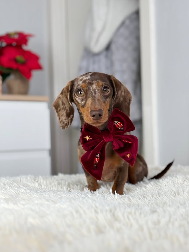 Instagram post by @margotdapple for Cocopup London. Caption reads: the muttcracker ♥️✨

so glad i finally got my....