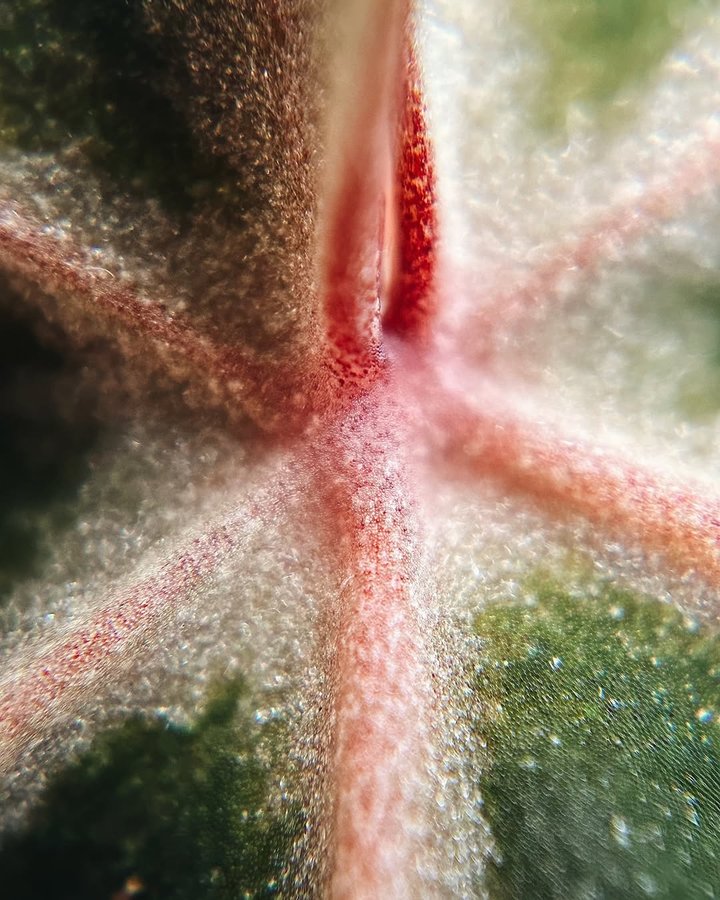 Instagram post by @unplantparenthood for Apexel. Caption reads: [...] from @imdaniacastro taken with an....