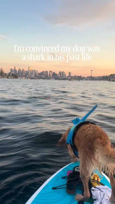 Instagram post by @monty.mung for Jinx. Caption reads: Meet Monty: Part DOG , part SHARK!🦈 @thinkjinx....