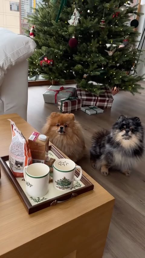 Instagram post by @gingerosesmith for Brutus Broth. Caption reads: [...] this year… 🎄🐶🥰 my dogs LOVE @brutusbroth....