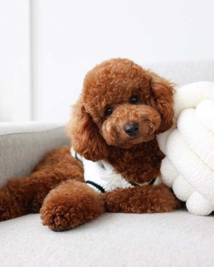 Instagram post by @thetoypoodle_freddy for Furb. Caption reads: [...] I’m staying cozy in my new sweater from....