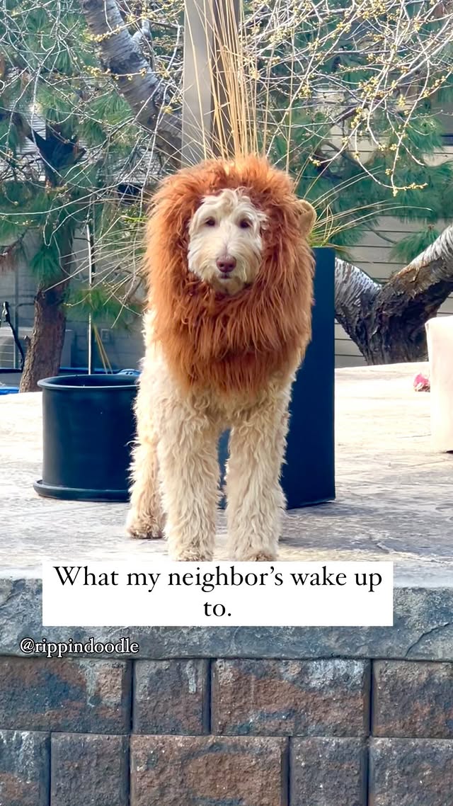 Instagram post by @rippindoodle for Amazon Pets. Caption reads: “The wind was a paid actor 🤣
POV: My inner Mufasa....