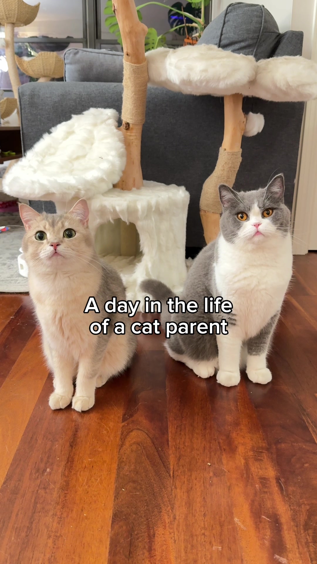 TikTok post by @louieandtodd for Eureka. Caption reads: It’s shedding season and Todd especially sheds....