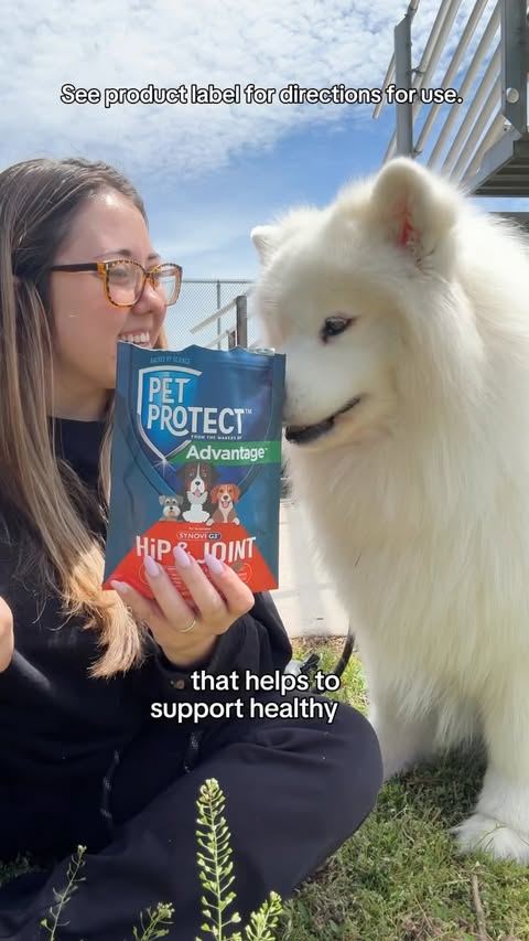 Instagram post by @biffthesamoyed for Chewy. Caption reads: [...] Hip & Joint supplements are delivered by....