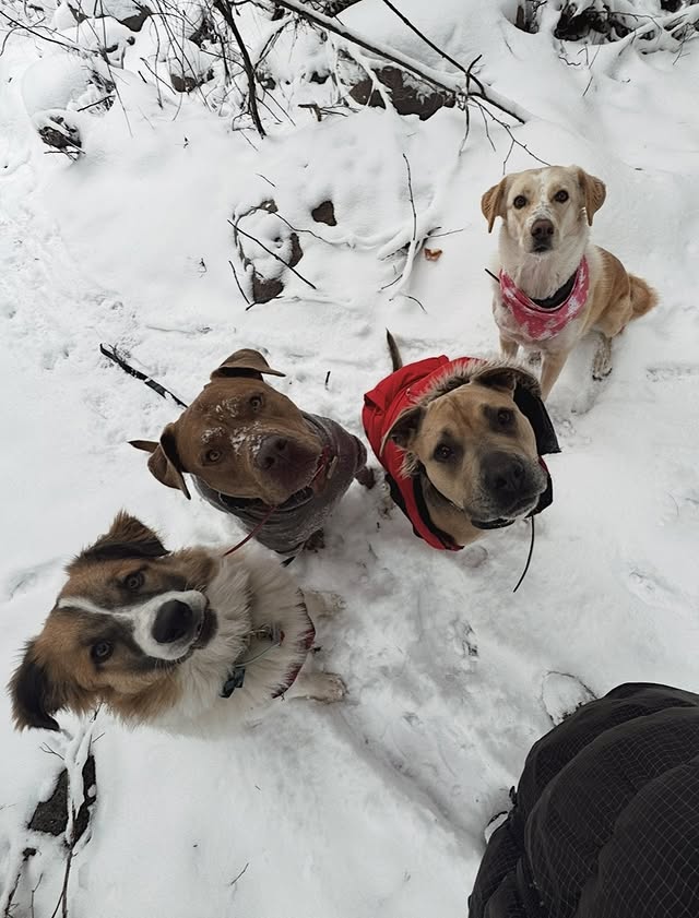 Instagram post by @housenorules for Spark Paws. Caption reads: dogs in snow. a series. henry, daisy and molly are....