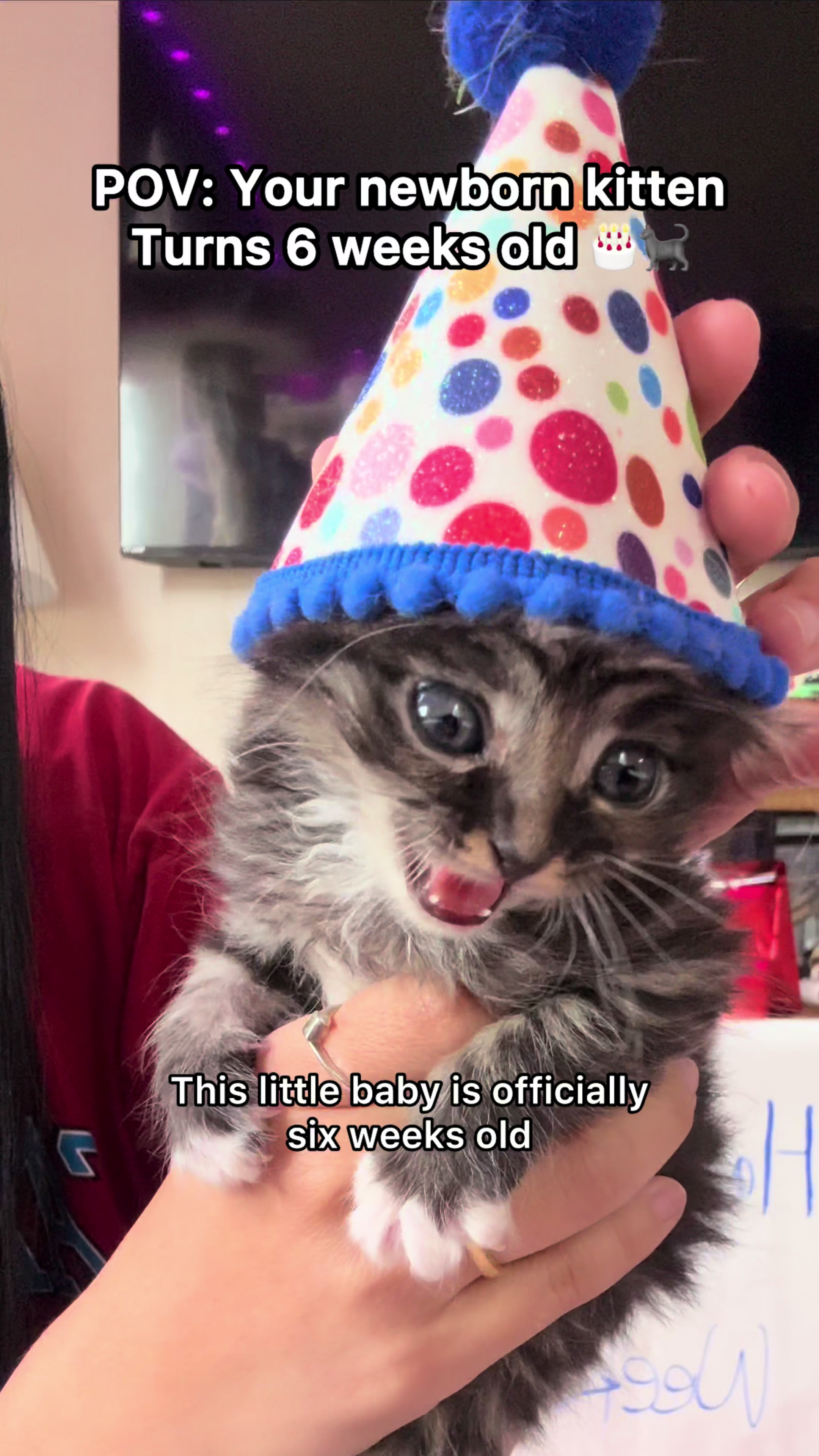 TikTok post by @povinwifey for PetPivot. Caption reads: [...] Discount code: PIVOTNOW ($10 OFF) @PetPivot....