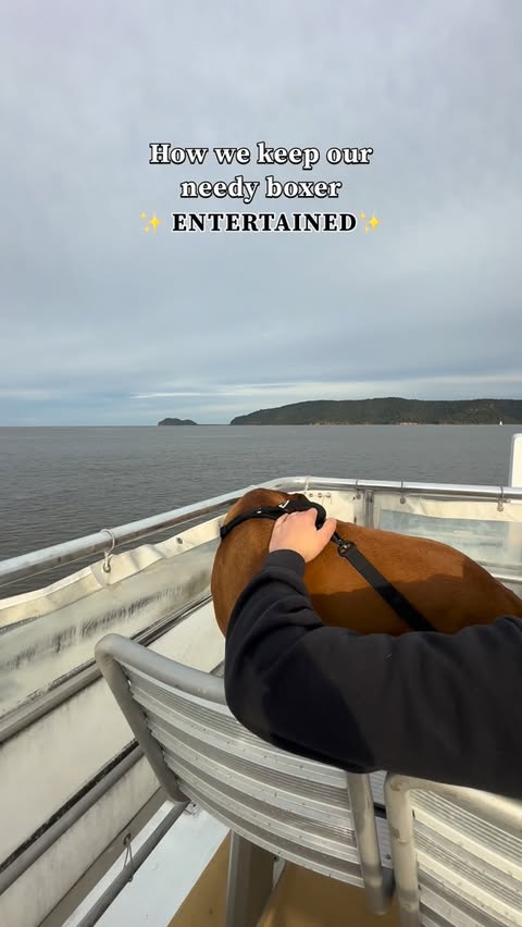 Instagram post by @herculestheboxerr for Cheerble. Caption reads: [...] job. 🤯

We’re so happy we got the Cheerble....