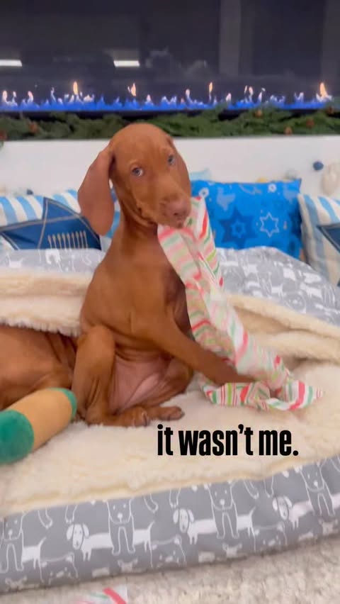 Instagram post by @sunshinevizslas for Snoozer Pet Products. Caption reads: not guilty👅🎁
@snoozerpets dog beds always feel....