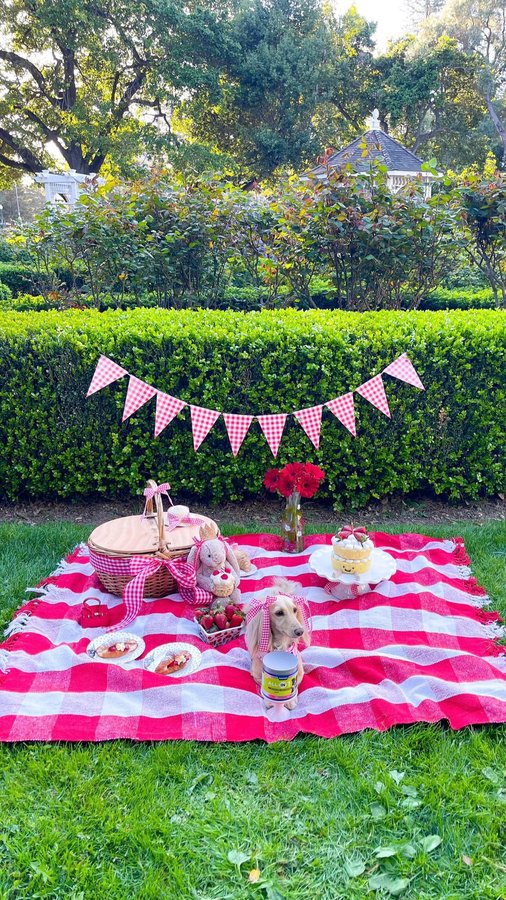 Instagram post by @clementinethedox for Vetericyn. Caption reads: We’re celebrating Clementine’s birthday and....