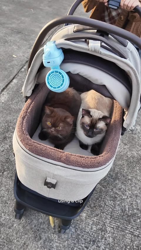 Instagram post by @tofurfect for Jisulife. Caption reads: [...] first time going outside 😻 @jisulife.ph....