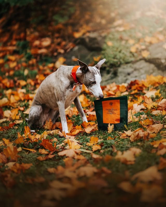 Instagram post by @whippetvilja for ESSENTIAL FOODS. Caption reads: [...] is not so good - dental treats from....