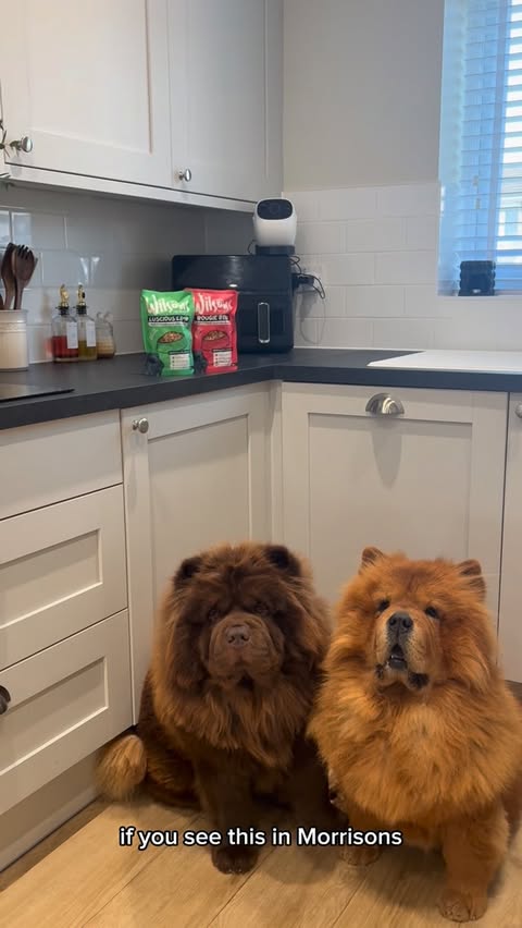 Instagram post by @chowchow_winnie_bertie for Morrisons. Caption reads: So I went into @morrisons and randomly found this…....