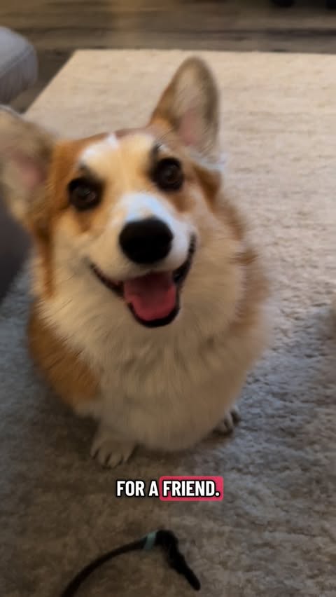 Instagram post by @mangothecorg for Open Farm Pet. Caption reads: [...] join my movement! 😂 and check out....