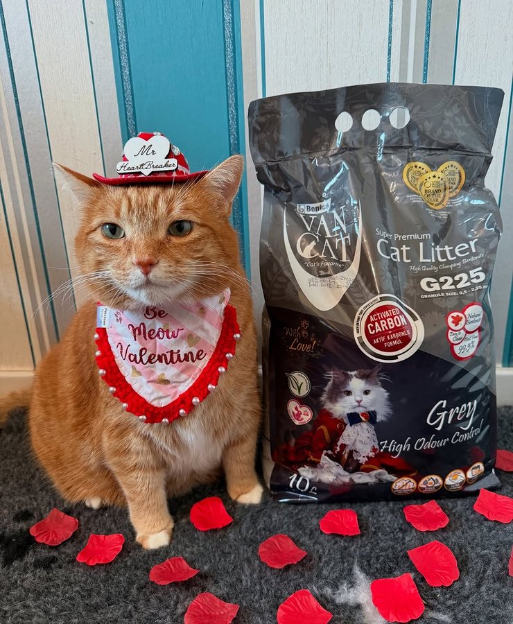 Instagram post by @toasty_and_rascal for VanCatUK. Caption reads: [...] day of the month when your @vancatuk....