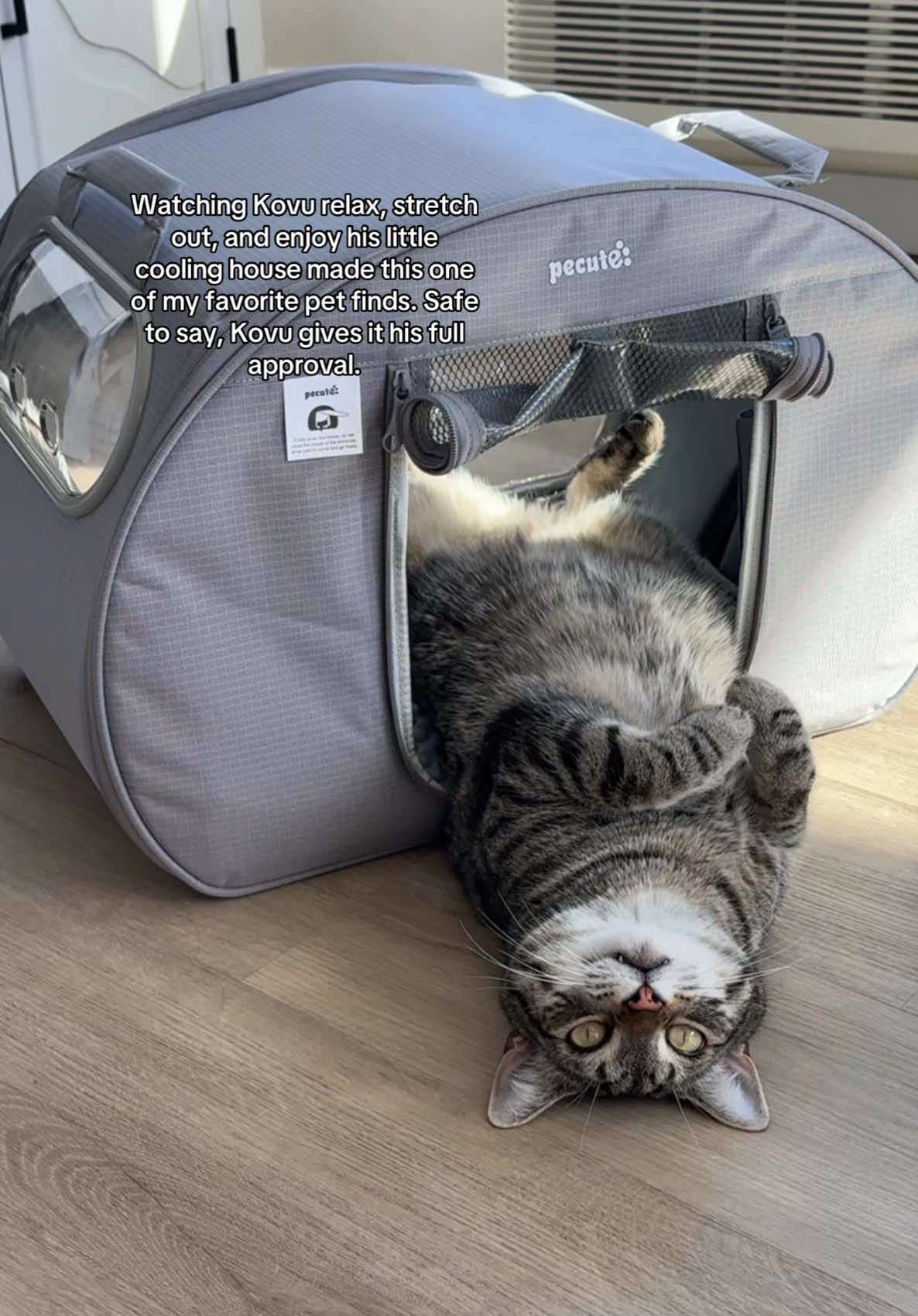 TikTok post by @mia_manhattan_ny for Pecute. Caption reads: [...] #PetFinds #mia_manhattan_ny @Pecute Official.