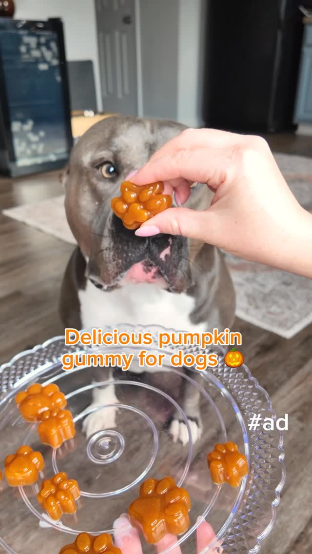 Instagram post by @chulpanfam for Solid Gold Pet. Caption reads: [...] broth gummies for dogs 🎃
We used....