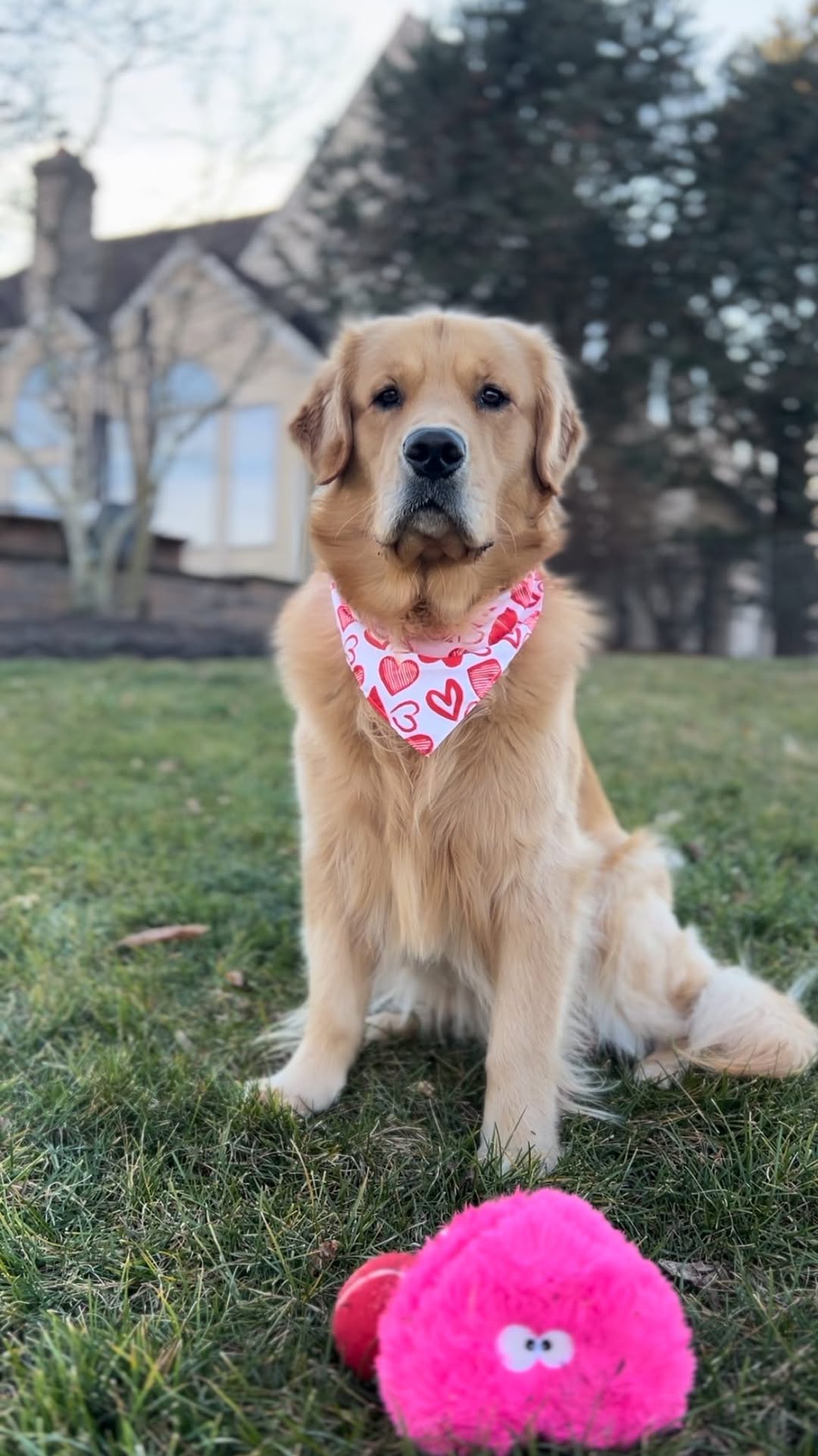 Instagram post by @murphs_golden_life for PupBox. Caption reads: With the help of my friends at @pupbox, this is my....