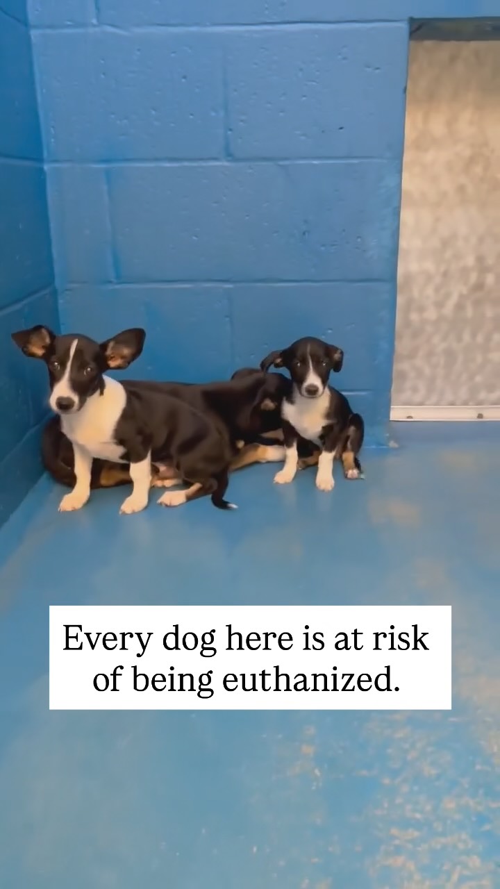 Instagram post by @thespayceproject for Pups Without Borders. Caption reads: One day, we will wake up and not be faced with the....