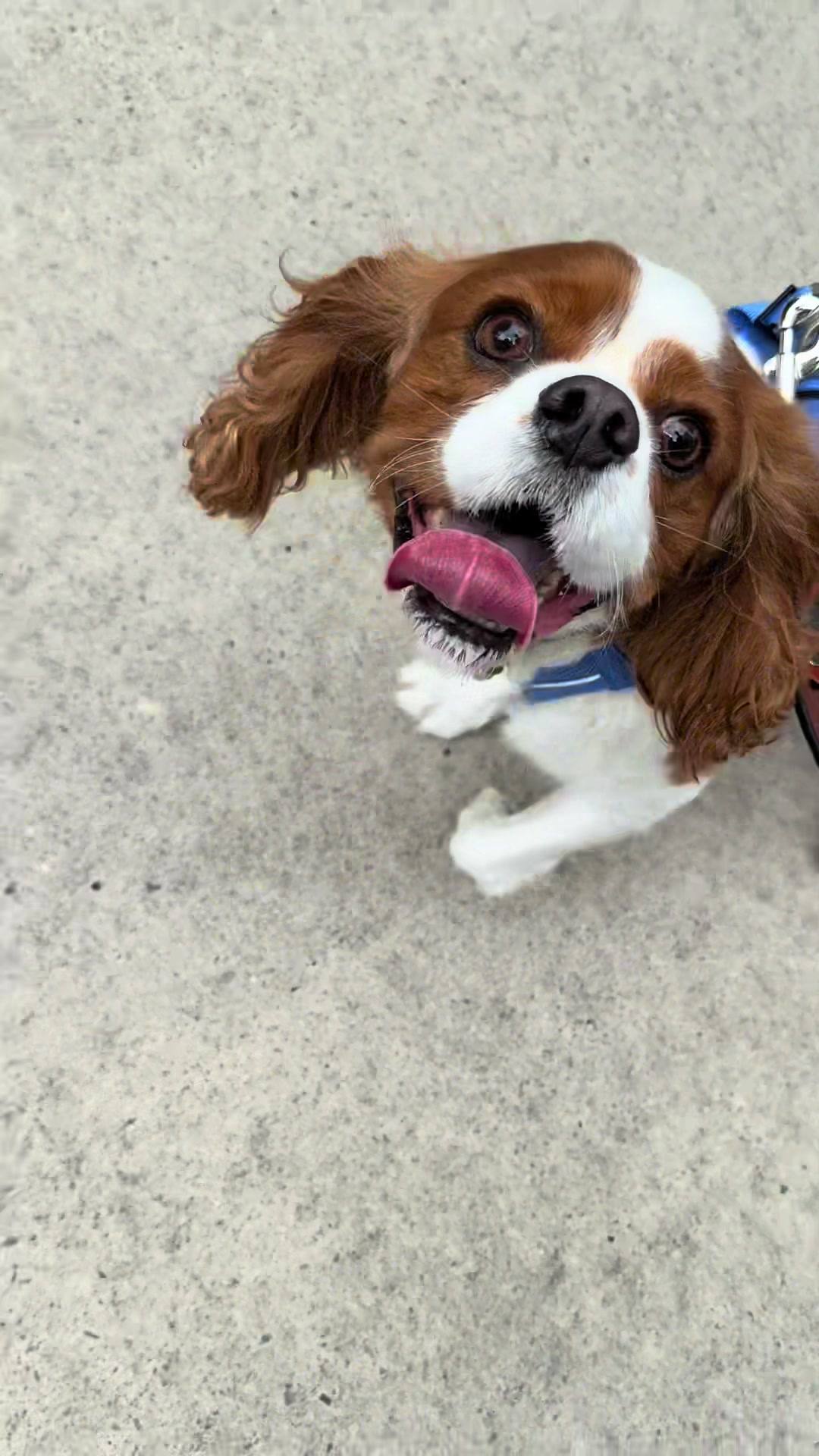 TikTok post by @milomanheim for Aveeno. Caption reads: Chillin with Lou #aveenopartner      Been loving....