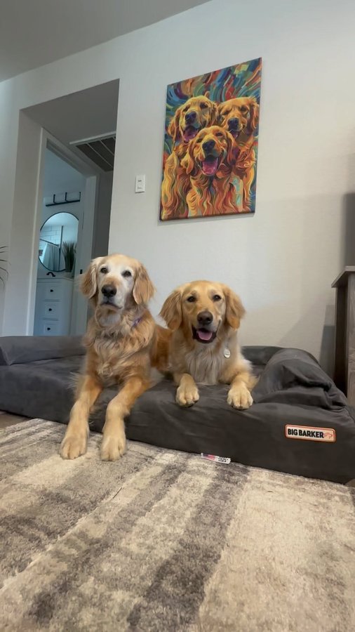 Instagram post by @goodasgoldens for Big Barker. Caption reads: We are so excited to be ambassadors for....