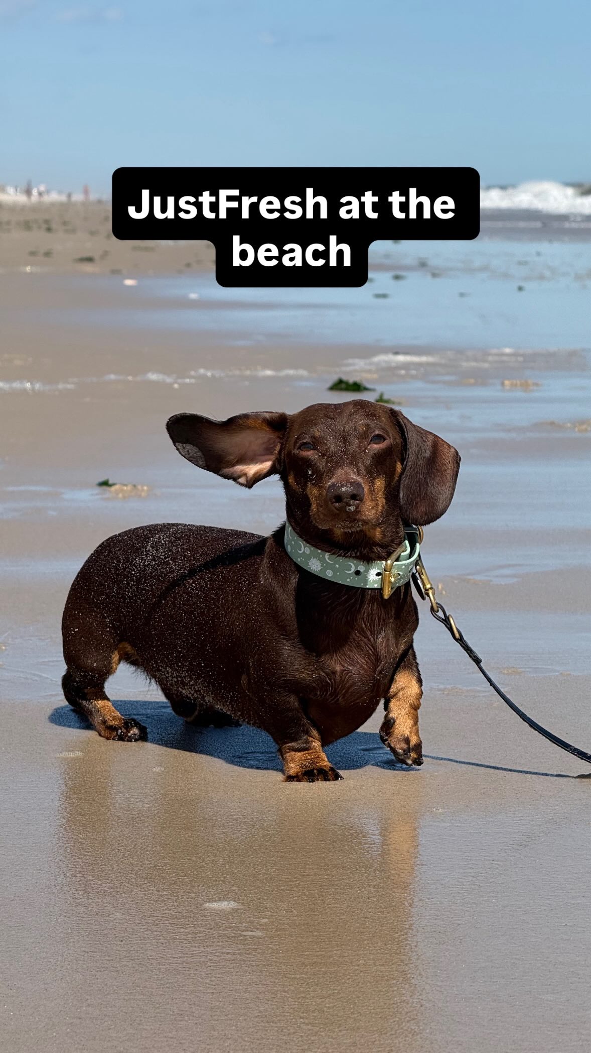 Instagram post by @parker.dachshund for JustFoodForDogs. Caption reads: Feeding fresh food on the go a lot easier this....