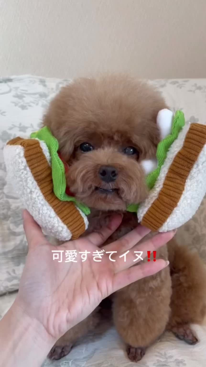TikTok post by @oponponpopo for Doggy Box. Caption reads: 今月もかわいくてイヌ‼️ @Doggy Box #doggybox #pr .