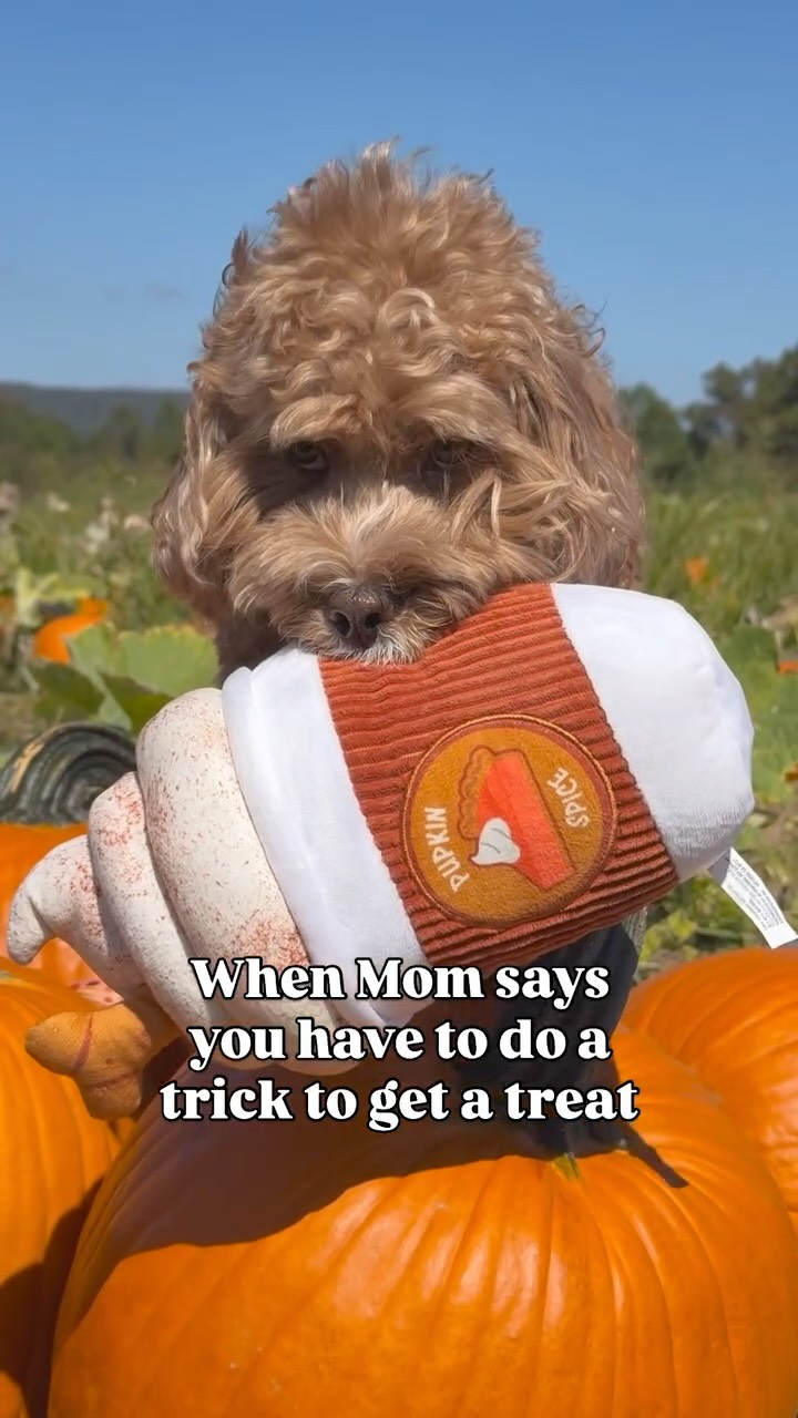 Instagram post by @with.love.kaden.and.adalynn for Petco. Caption reads: 🚩 Who does she think she is? 🤨
━
#petco....