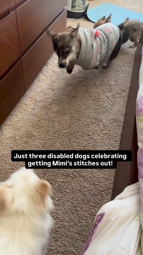 Instagram post by @amira.amiracle for The Dodo. Caption reads: She’s Baaaaaack!!! There’s no stopping her now…....