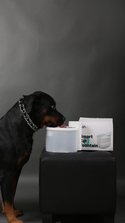 Instagram post by @lifeisbetterwithcoco for Uahpet. Caption reads: What’s in the box 📦 @uahpet_official ?

Smart....