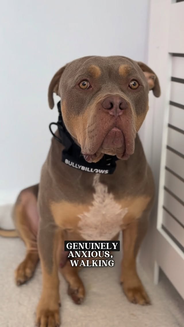 Instagram post by @justgunnerstunner for BullyBillows. Caption reads: The best light up collar around @bullybillows 💡✨....