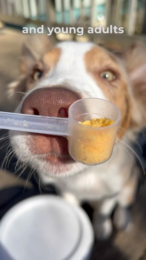 Instagram post by @thejoycrew for MYOS Pet. Caption reads: 🎊 MYOS GIVEAWAY 🎊 

Guess what- we’ve got a....