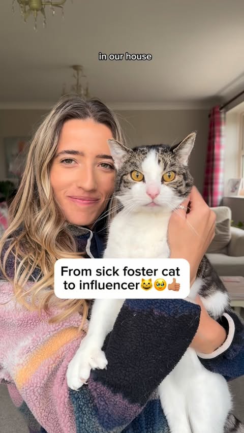 Instagram post by @beckysbazaar for KatKin. Caption reads: [...] foster cat to his first ever brand deal....