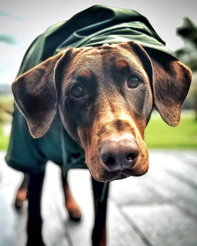 Instagram post by @sybilthedobe for Barc London. Caption reads: [...] 🙈 Good job I have my raincoat from....