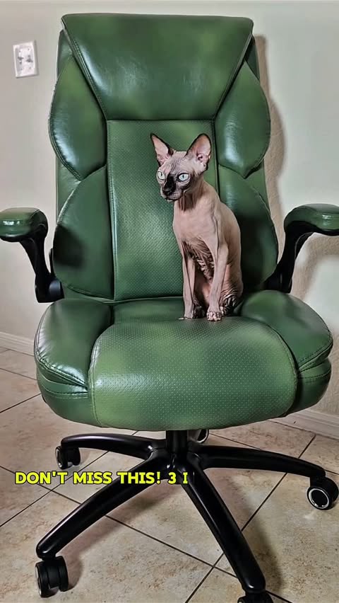 Instagram post by @sphynx.cats.us for AliExpress. Caption reads: [...] ⏰ Valid September 1-30 (PT) #AliExpress....
