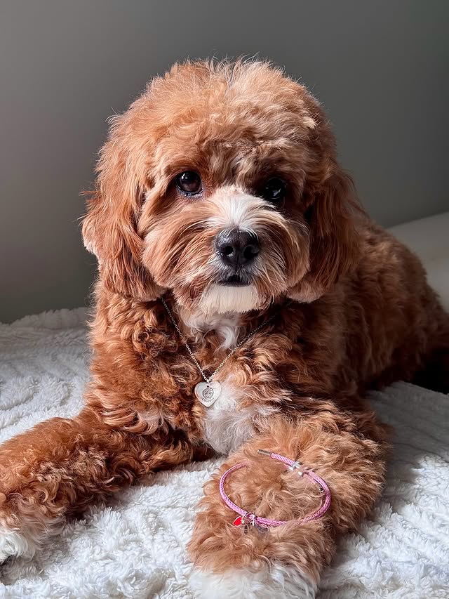 Instagram post by @chopperthecavoodle for PupRing. Caption reads: [...] this is it 🐾✨ custom jewellery from Pupring....